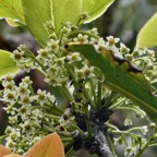 Ocotea obtusata  Cannelle  marron .lauraceae. endémique Réunion Maurice. (2).jpeg