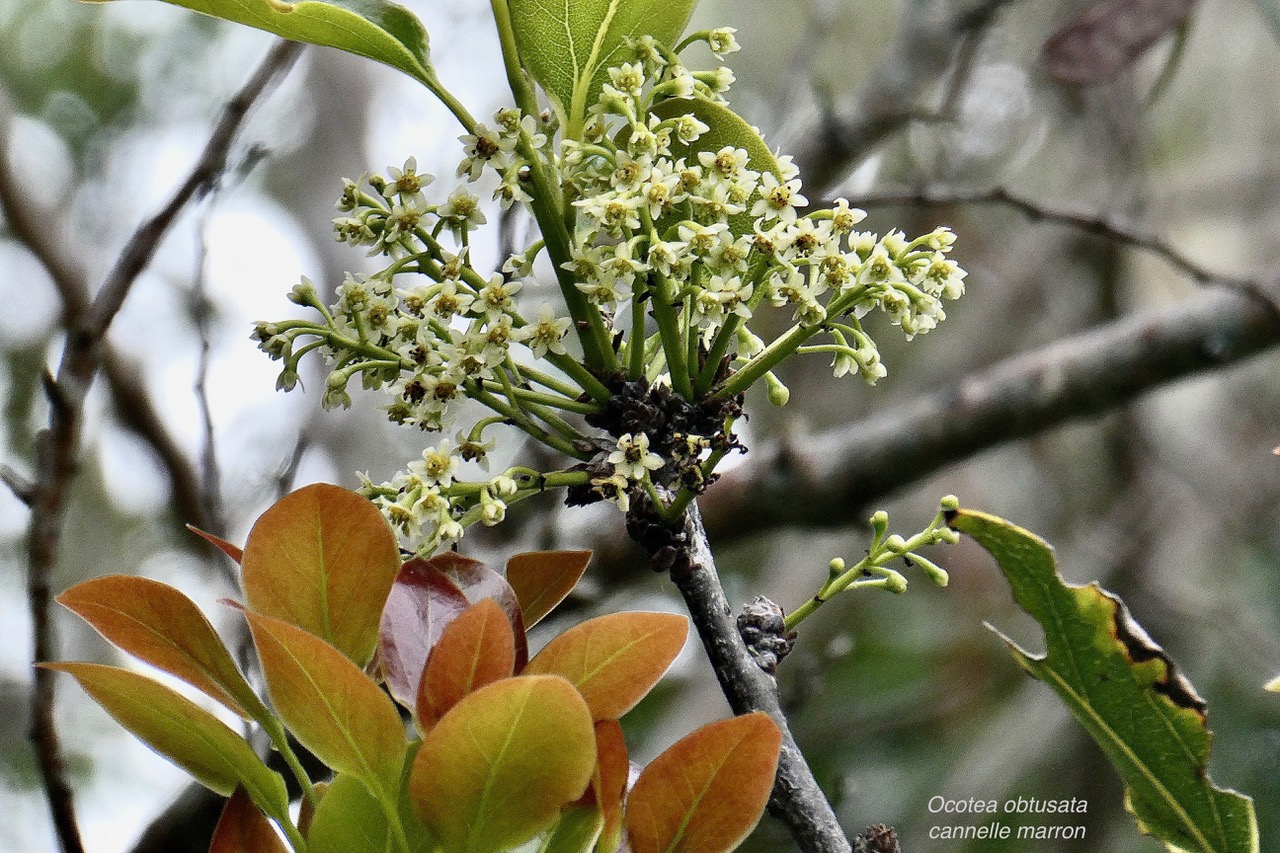 Ocotea obtusata  Cannelle  marron .lauraceae. endémique Réunion Maurice. (3).jpeg