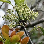 Ocotea obtusata  Cannelle  marron .lauraceae. endémique Réunion Maurice. (3).jpeg