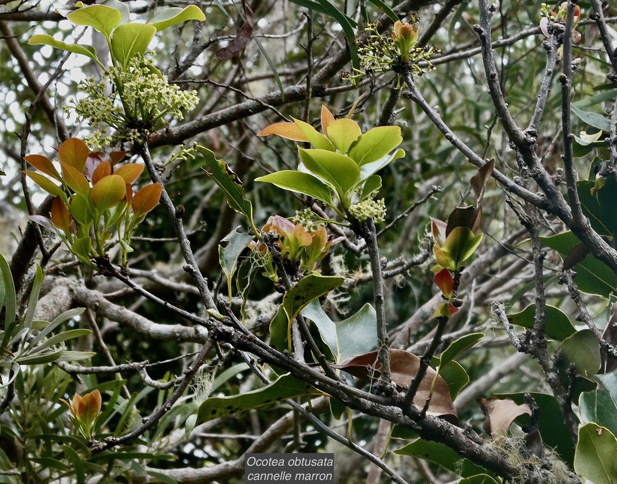 Ocotea obtusata  Cannelle  marron .lauraceae. endémique Réunion Maurice..jpeg