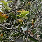 Ocotea obtusata  Cannelle  marron .lauraceae. endémique Réunion Maurice..jpeg