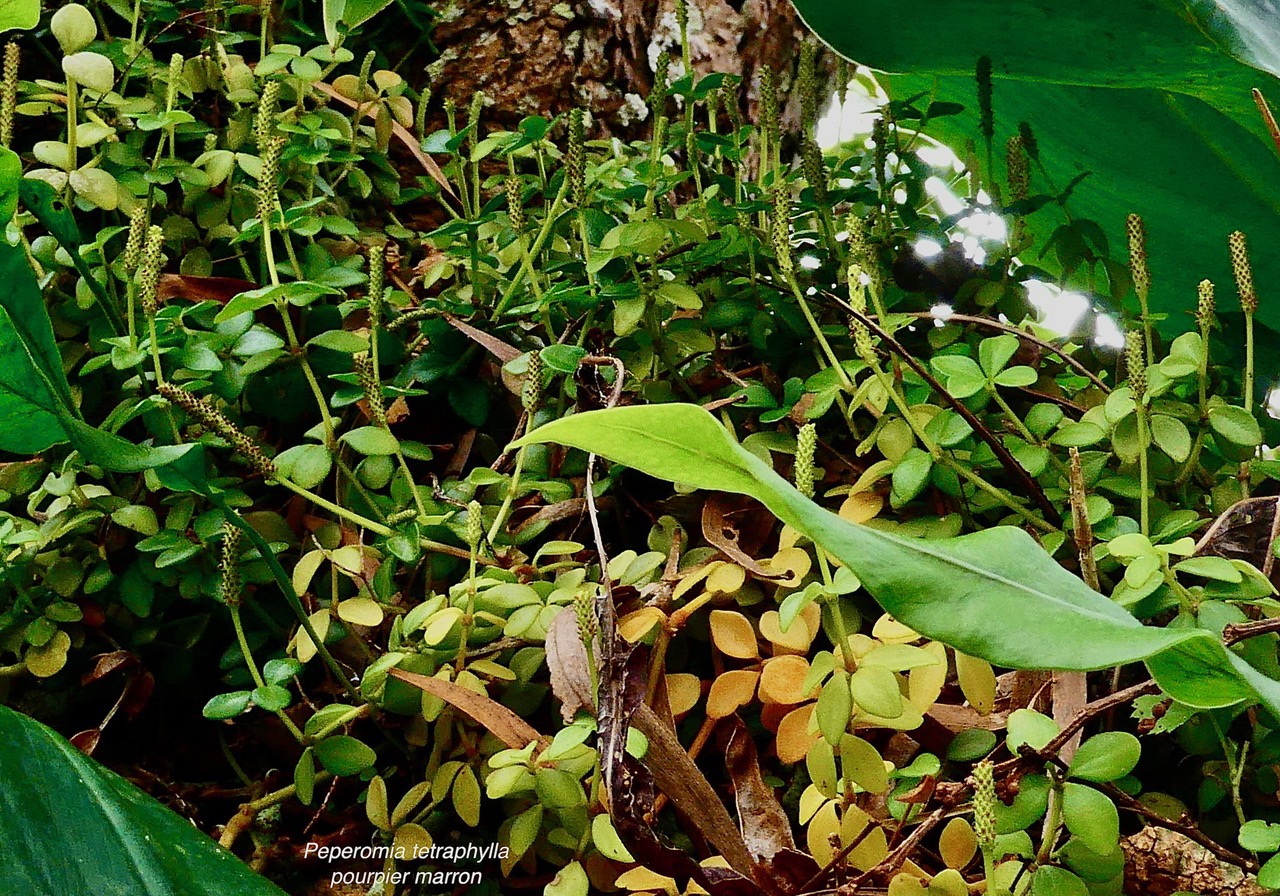 Peperomia tetraphylla.pourpier marron.piperaceae.indigène Réunion. (1).jpeg