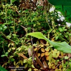 Peperomia tetraphylla.pourpier marron.piperaceae.indigène Réunion. (1).jpeg