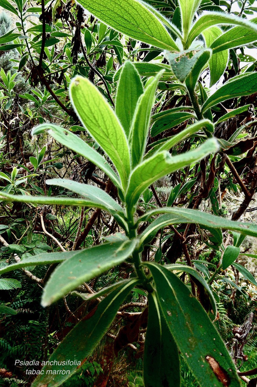 Psiadia anchusifolia.tabac marron.asteraceae;endémique Réunion-1.jpeg
