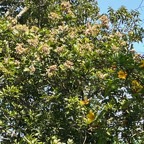 2. ??? Fleurs Molinaea alternifolia - Tan Georges - SAPINDACEAE - endémique de La Réunion et de Maurice.jpeg