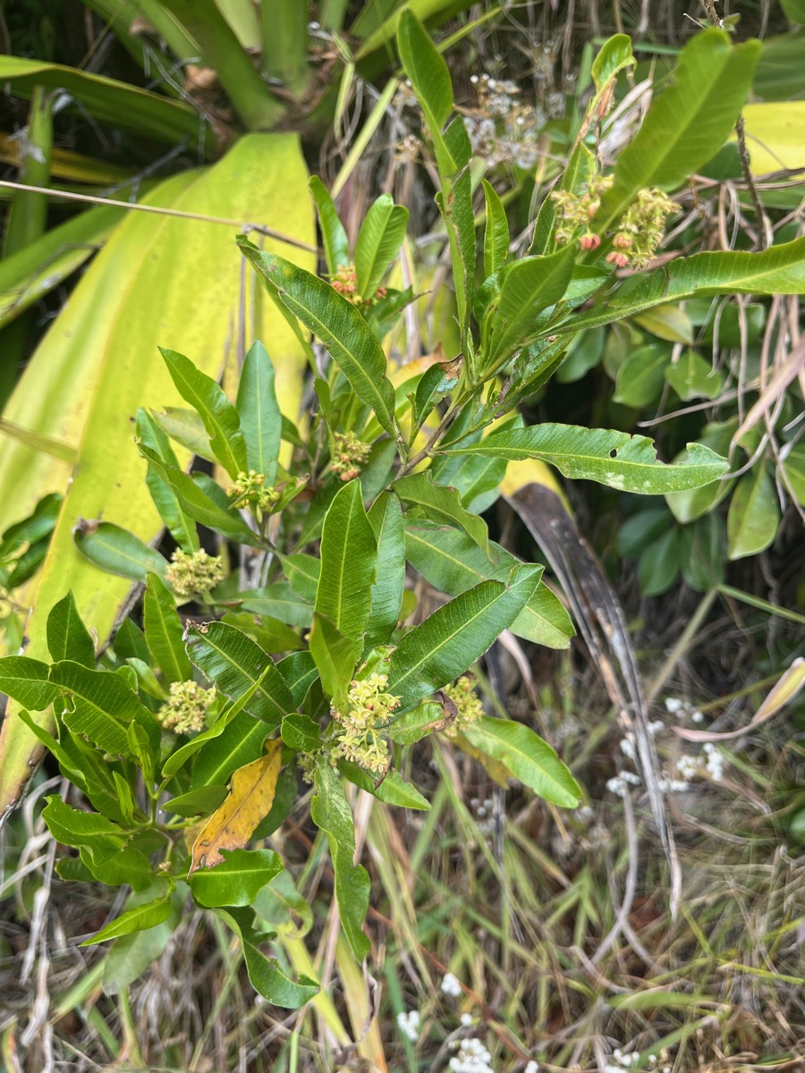22. Fleurs - ??? Dodonaea viscosa - Bois d&rsquo;arnette (des Bas) ou Bois de rainette - Sapindaceae - Indigène Réunion.jpeg