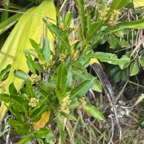 22. Fleurs - ??? Dodonaea viscosa - Bois d&rsquo;arnette (des Bas) ou Bois de rainette - Sapindaceae - Indigène Réunion.jpeg
