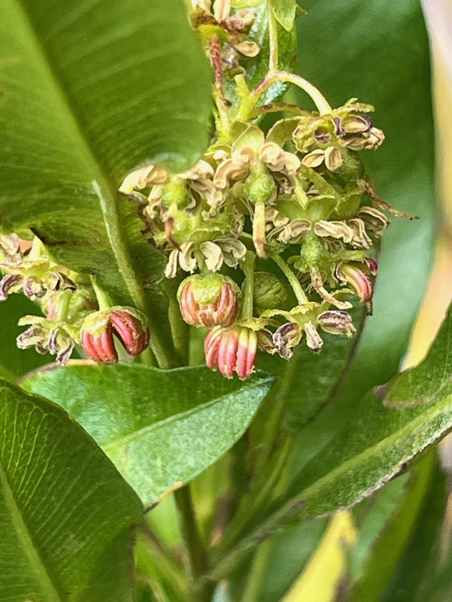 23. Fleurs - ??? Dodonaea viscosa - Bois d&rsquo;arnette (des Bas) ou Bois de rainette - Sapindaceae - Indigène Réunion.jpeg