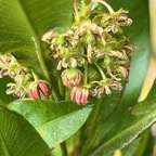 23. Fleurs - ??? Dodonaea viscosa - Bois d&rsquo;arnette (des Bas) ou Bois de rainette - Sapindaceae - Indigène Réunion.jpeg