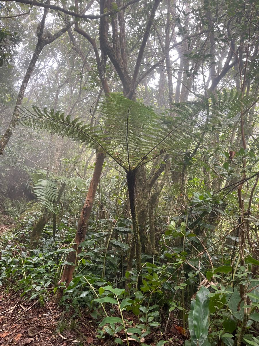 25. Alsophila borbonica (Desv.) R.M. Tryon- Fanjan mâle - Cyatheacée -I.jpeg
