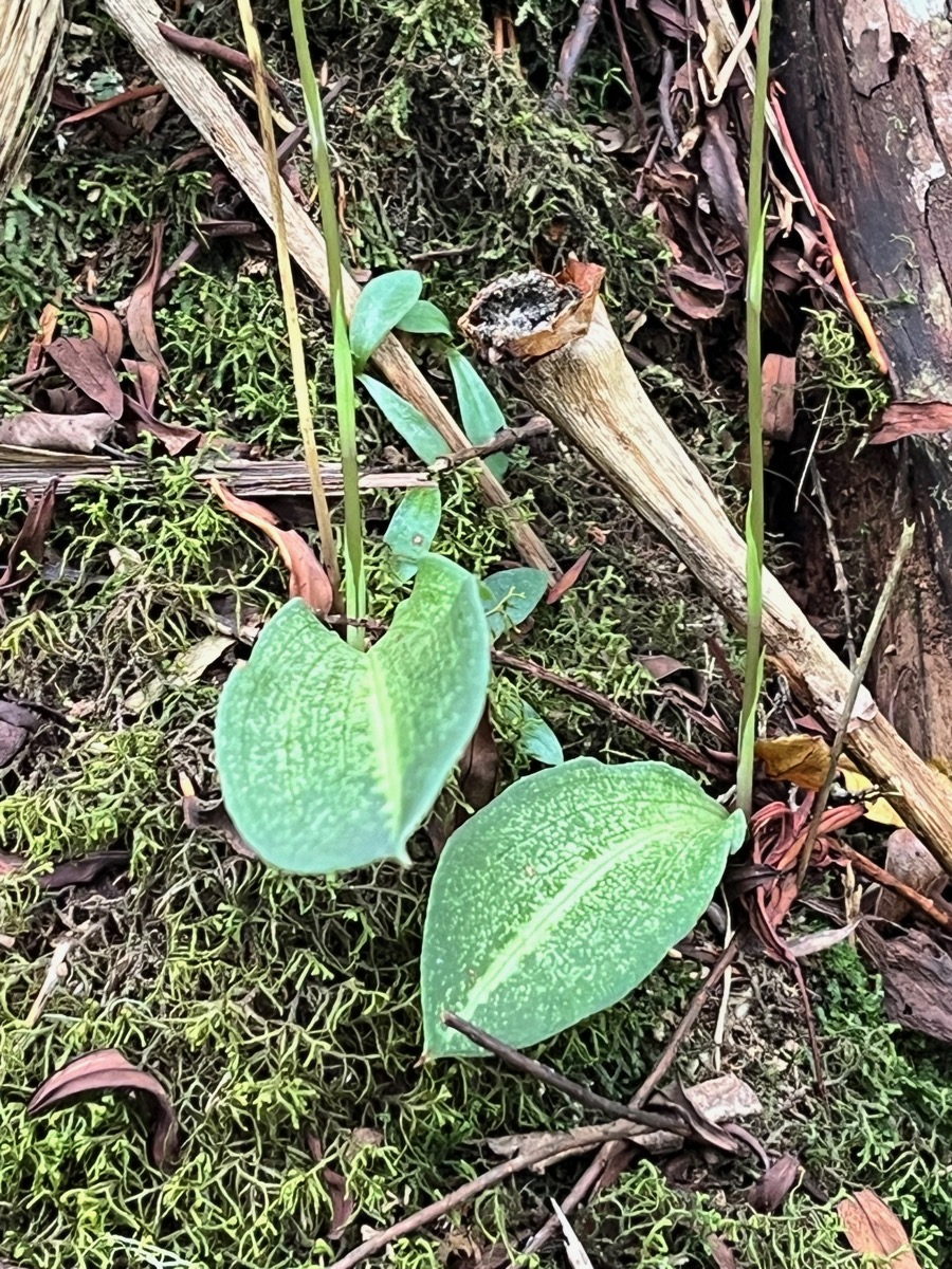 30. Feuille Cynorkis ridleyi - &Oslash; - Orchidaceae - indigène Réunion.jpeg