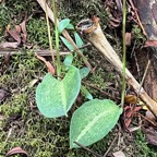 30. Feuille Cynorkis ridleyi - &Oslash; - Orchidaceae - indigène Réunion.jpeg
