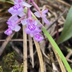 31. ??? Cynorkis frappieri - &Oslash; - Orchidaceae - origine ? IMG_1369.HEIC.jpeg