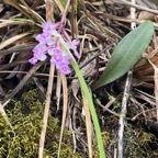 32. ??? Cynorkis frappieri - &Oslash; - Orchidaceae - origine ?  IMG_1371.HEIC.jpeg