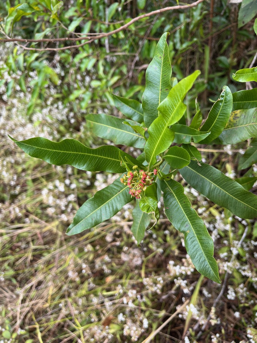 40. Dodonaea viscosa - Bois d&rsquo;arnette (des Bas) ou Bois de rainette - Sapindaceae - Indigène Réunion.jpeg