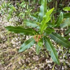 40. Dodonaea viscosa - Bois d&rsquo;arnette (des Bas) ou Bois de rainette - Sapindaceae - Indigène Réunion.jpeg