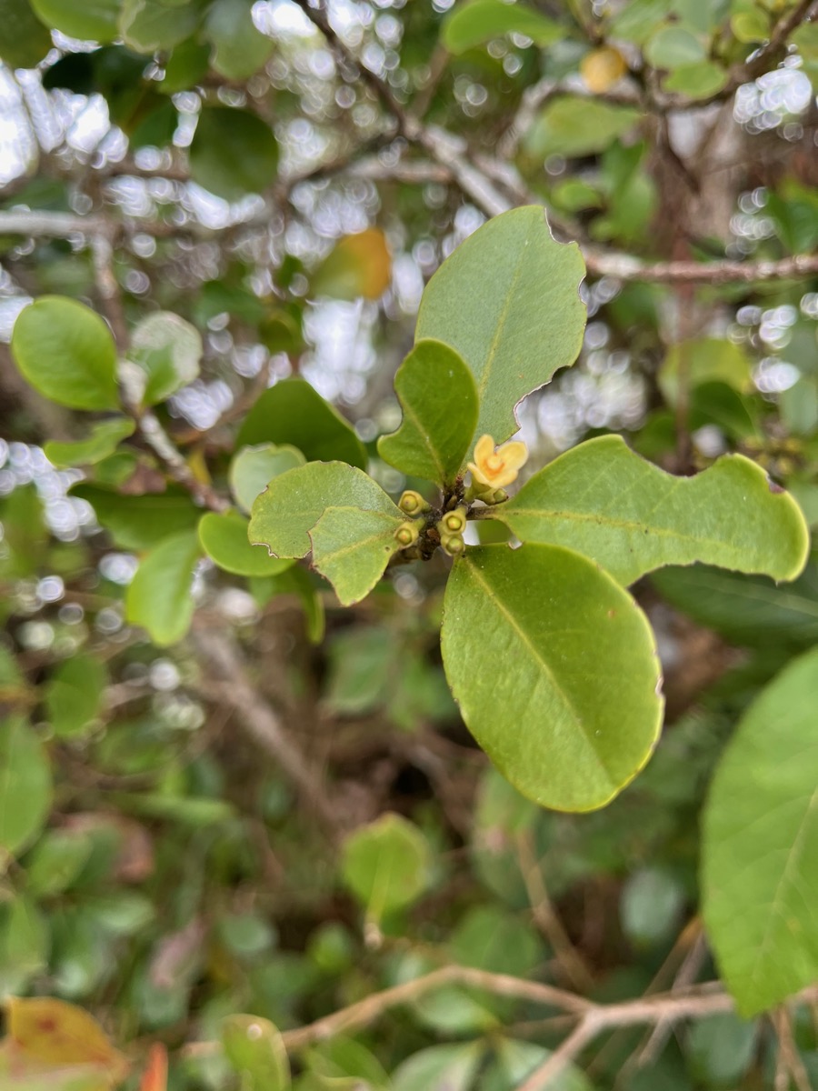 42. Fleur Turraea thouarsiana - Bois de quivi - Meliaceae - endémique B M.jpeg