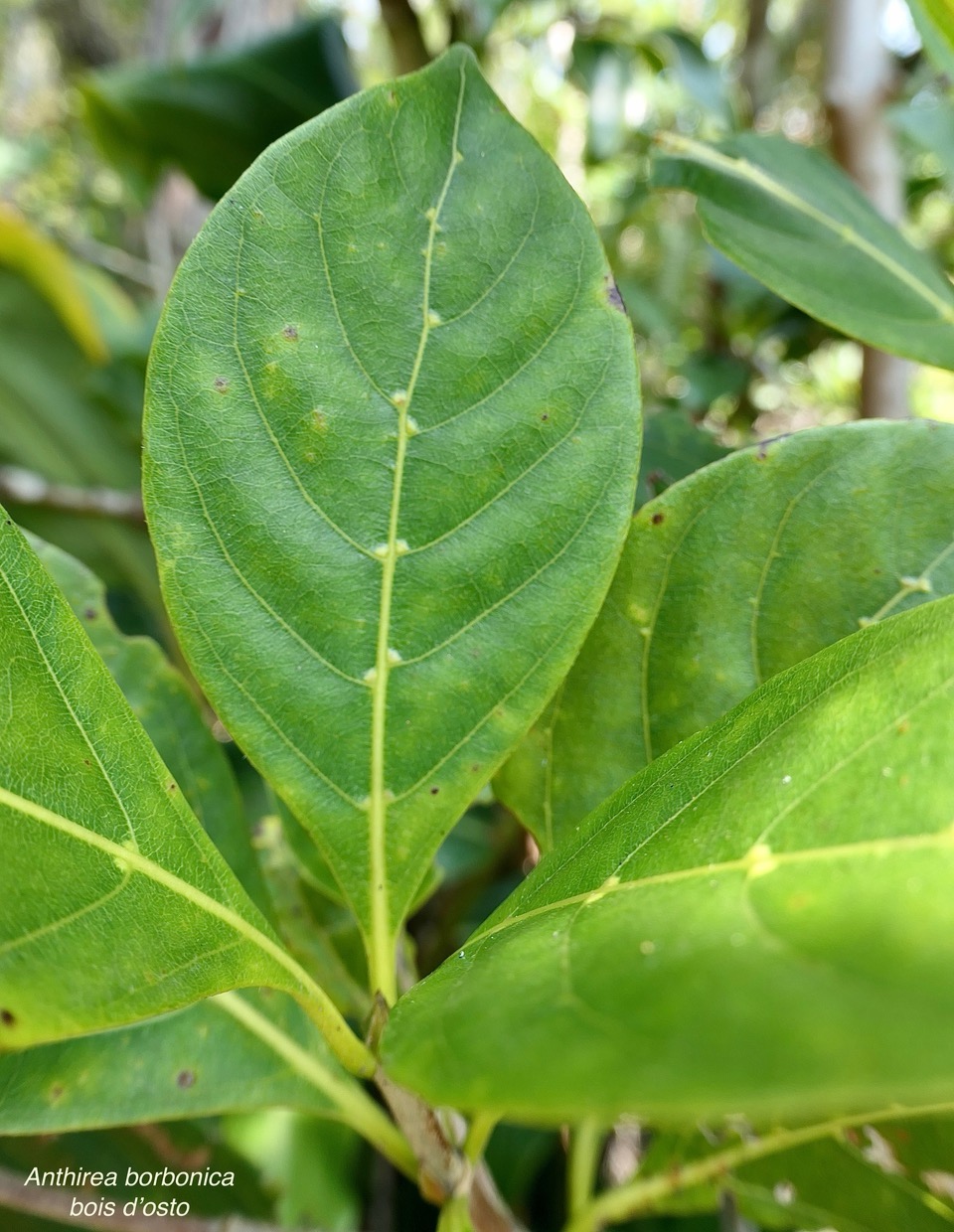 Antirhea borbonica. bois d&rsquo;osto ( feuille avec domaties ).rubiaceae.endémique Réunion Maurice Madagascar.jpeg
