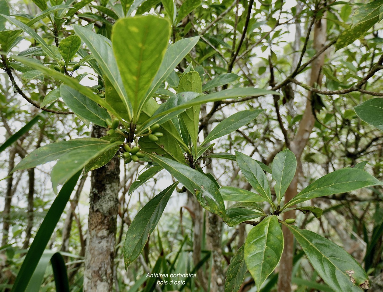 Antirhea borbonica. bois d&rsquo;osto .avec fruits .rubiaceae.endémique Réunion Maurice Madagascar.jpeg