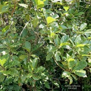 Antirhea borbonica. bois d&rsquo;osto .rubiaceae.endémique Réunion Maurice Madagascar.jpeg