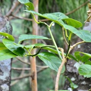 bois de tambour.Tambourissa sp. monimiaceae..jpeg