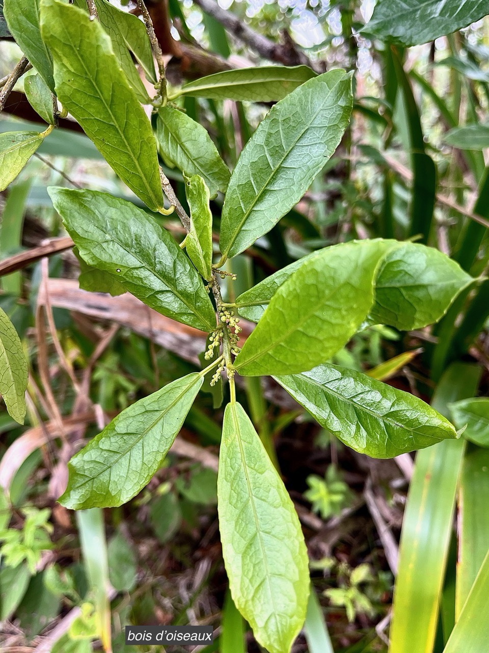 Claoxylon parviflorum -bois d&rsquo;&rsquo;oiseaux.euphorbiaceae.endémique Réunion Maurice Rodrigues..jpeg