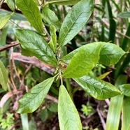 Claoxylon parviflorum -bois d&rsquo;&rsquo;oiseaux.euphorbiaceae.endémique Réunion Maurice Rodrigues..jpeg