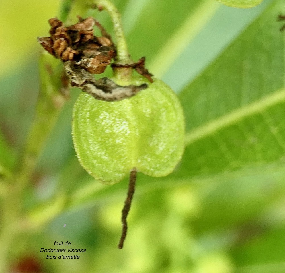 Dodonaea viscosa .bois d&rsquo;arnette ( fruit vert ) .sapindaceae.indigène Réunion..jpeg