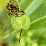 Dodonaea viscosa .bois d&rsquo;arnette ( fruit vert ) .sapindaceae.indigène Réunion..jpeg