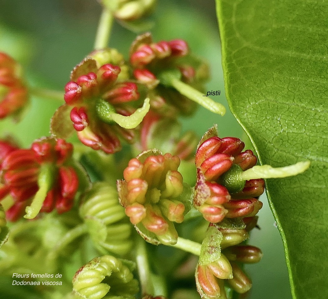 Dodonaea viscosa .bois d&rsquo;arnette .( fleurs femelles ).sapindaceae.indigène Réunion..jpeg