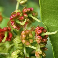 Dodonaea viscosa .bois d&rsquo;arnette .( fleurs femelles ).sapindaceae.indigène Réunion..jpeg