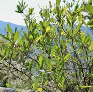 Dodonaea viscosa .bois d&rsquo;arnette .sapindaceae.indigène Réunion..jpeg