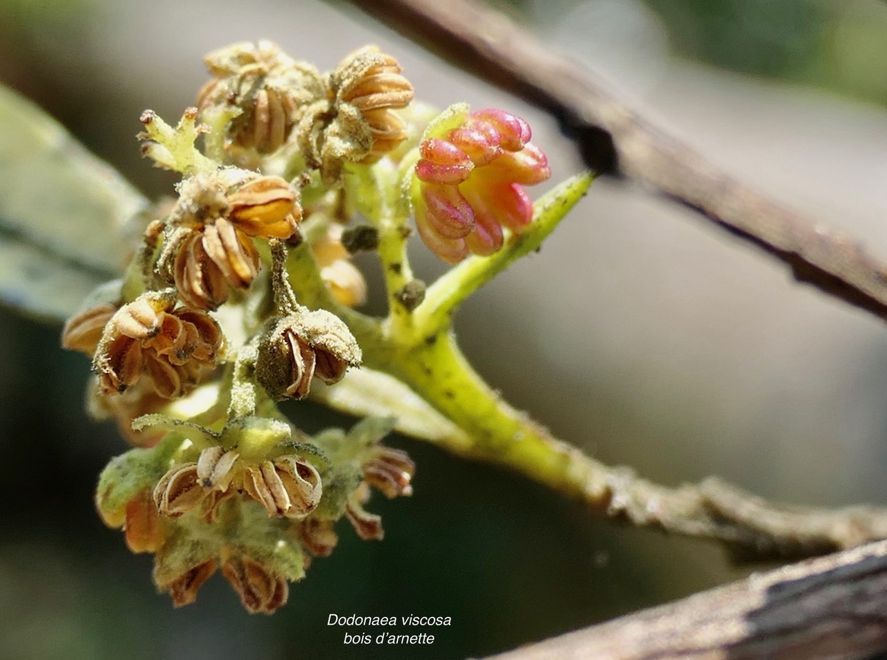 Dodonaea viscosa .bois d&rsquo;arnette. infmorescence.fleurs mâles. .sapindaceae.indigène Réunion..jpeg