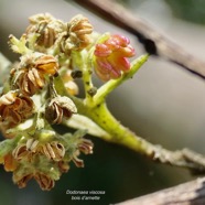 Dodonaea viscosa .bois d&rsquo;arnette. infmorescence.fleurs mâles. .sapindaceae.indigène Réunion..jpeg