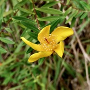 Hypericum lanceolatum subsp lanceolatum.fleur jaune des bas.hypericaceae.indigène Mascareignes..jpeg