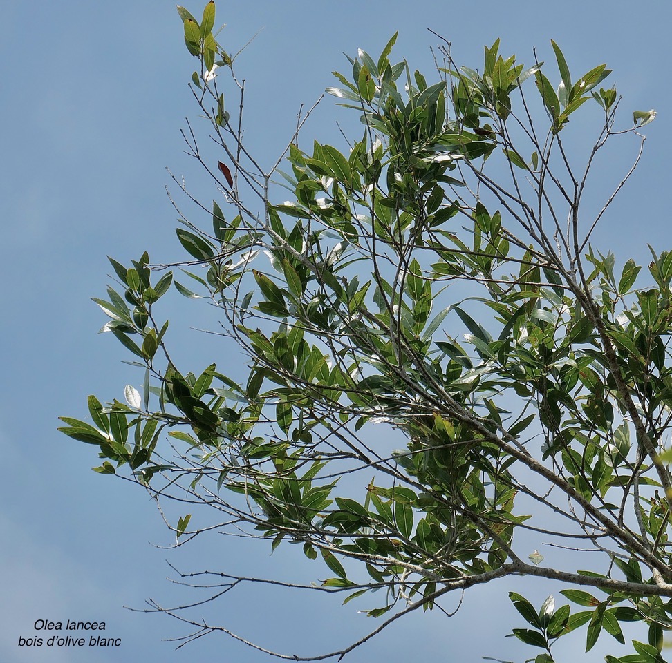 Olea lancea. bois d&rsquo;olive blanc.oleaceae.indigène Réunion..jpeg