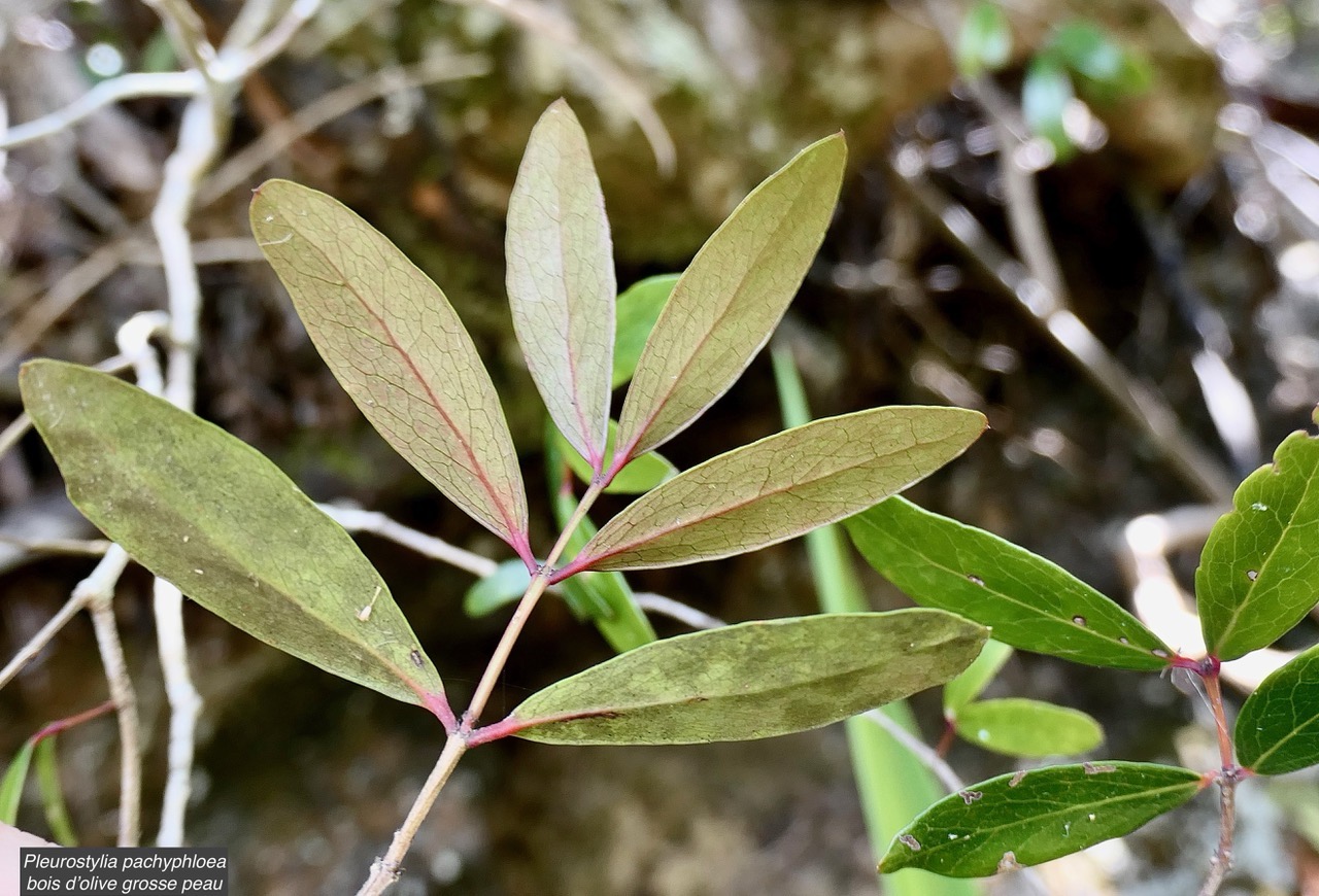 Pleurostylia pachyphloea.bois d&rsquo;olive grosse peau.celastraceae.endémique Réunion. (1).jpeg