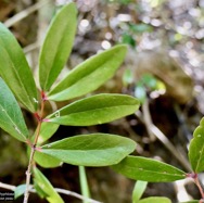 Pleurostylia pachyphloea.bois d&rsquo;olive grosse peau.celastraceae.endémique Réunion..jpeg