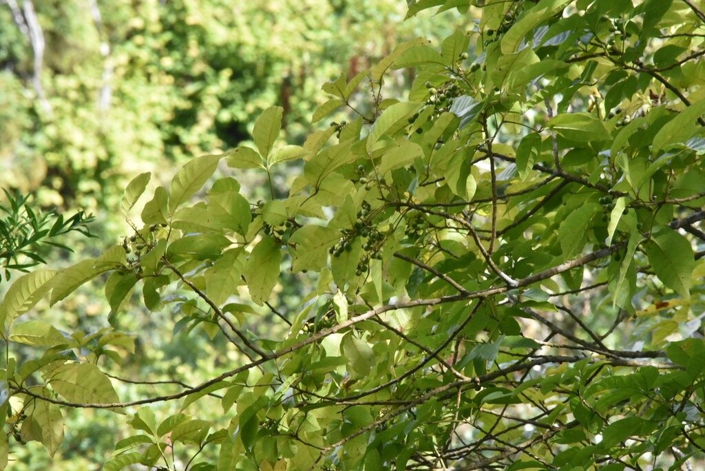 Allophylus_borbonicus-Bois_de_Merle-SAPINDACEAE-Endemique_Reunion_Maurice_Rodrigues-MB4_1785.jpg
