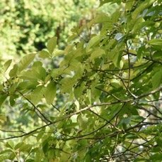 Allophylus_borbonicus-Bois_de_Merle-SAPINDACEAE-Endemique_Reunion_Maurice_Rodrigues-MB4_1785.jpg