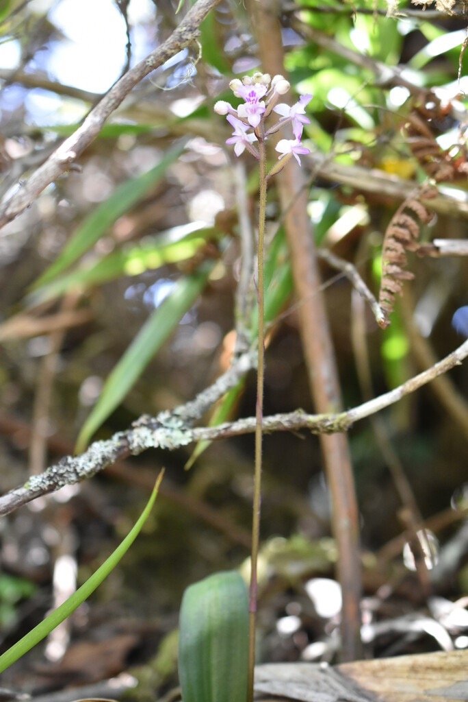 Cynorkis_discolor-ORCHIDOIDEAE-Endemique_Reunion-MB4_1818.jpg