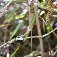 Cynorkis_discolor-ORCHIDOIDEAE-Endemique_Reunion-MB4_1818.jpg