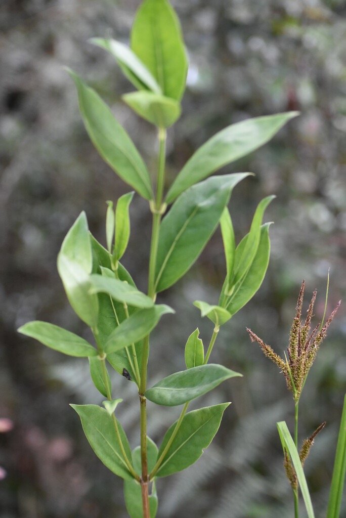 Geniostoma_angustifolium_Bois_de_piment-LOGANIACEAE-Endemique_Reunion_Maurice-MB4_1828.jpg