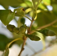 Ocotea_obtusata-Bois_de_cannelle_marron-LAURACEAE-Endemique_Reunion_Maurice-MB4_1811.jpg
