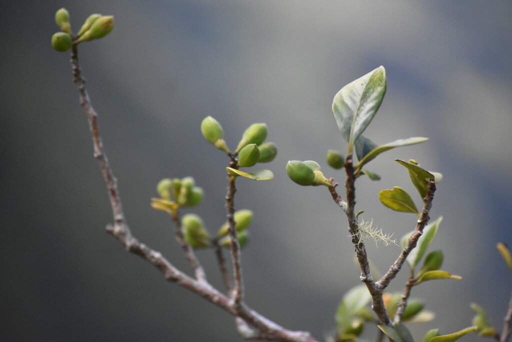 Turraea_sp-Bois_de_quivi-MELIACEAE-MB4_1831.jpg