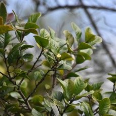 Turraea_sp-Bois_de_quivi-MELIACEAE-MB4_1834.jpg