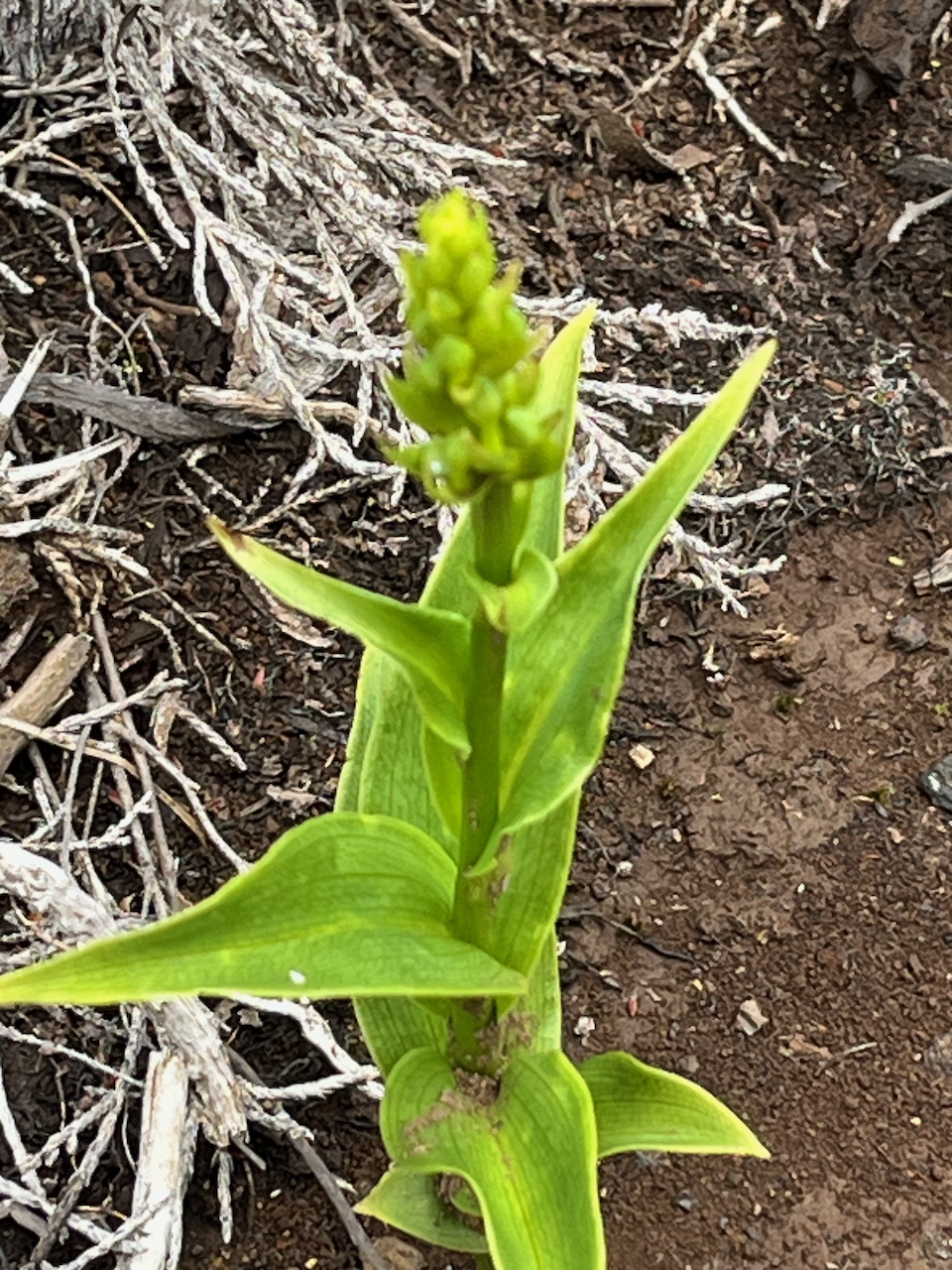14. ??? Benthamia erinacea  ex Benthamia nigrescens  - - Orchidaceae - Indigène Réunion