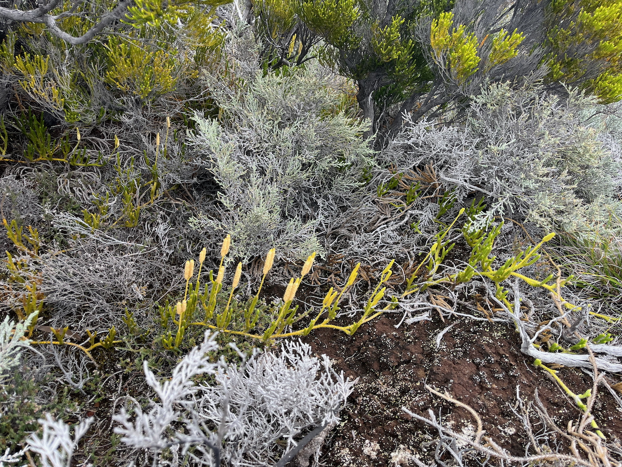 15. In situ, Lycopodium clavatum -   - Lycopode en massue - Lycopodiaceae