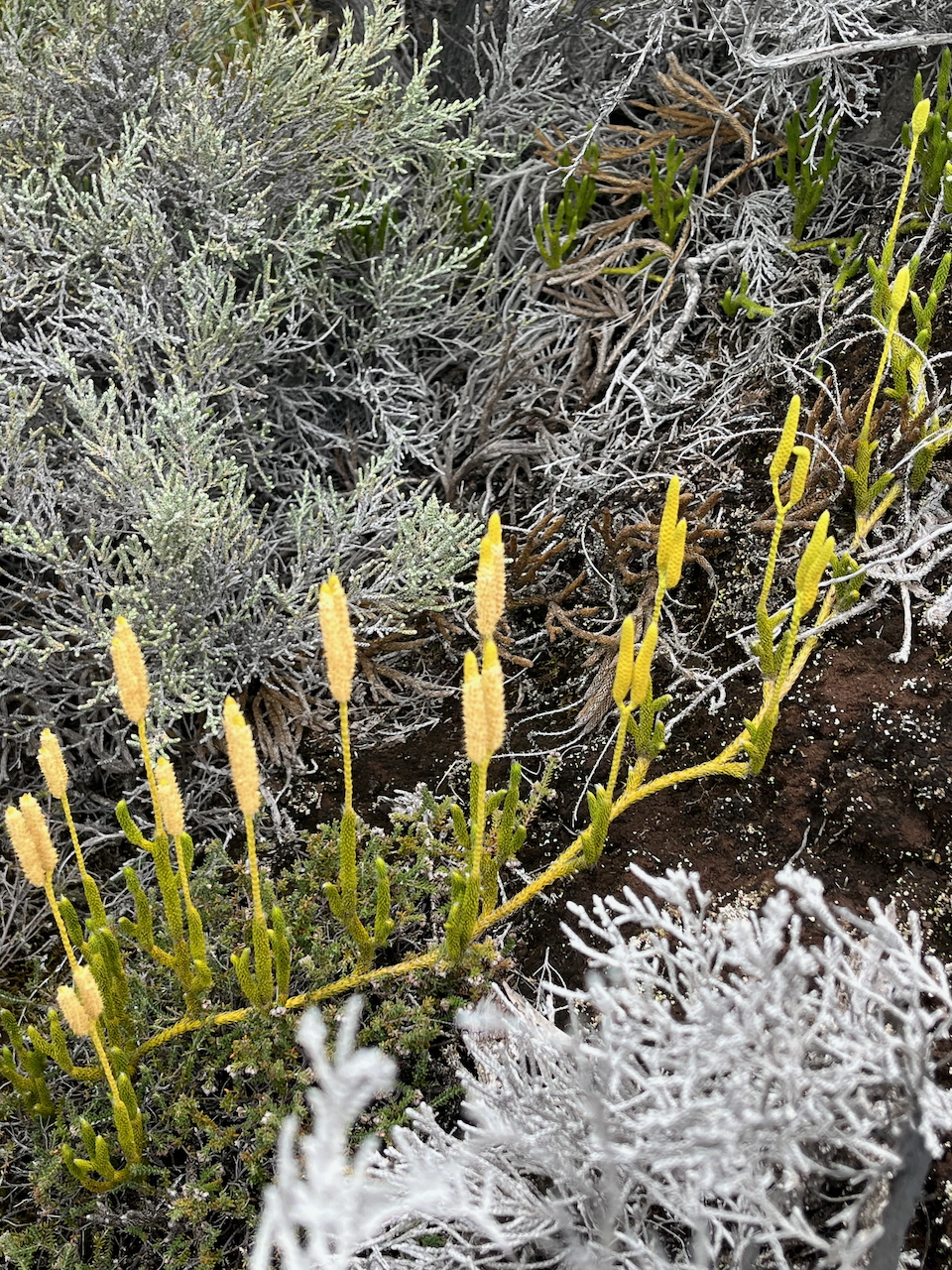 16 Lycopodium clavatum -   - Lycopode en massue - Lycopodiaceae