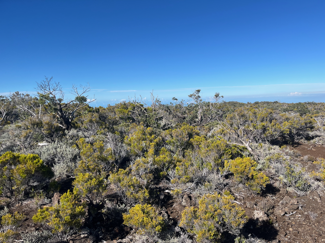 2. Sophora denudata - Petit tamarin des hauts - Fabacée - Endémique éfeuillés par ??? les vents cycloniques